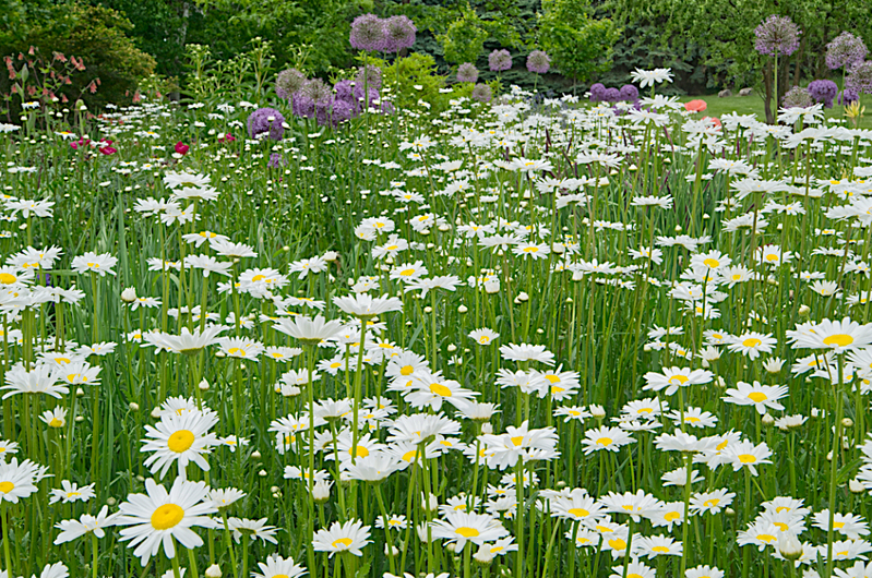 Flowers_0996_edit 01.jpg :: Flowers_0996