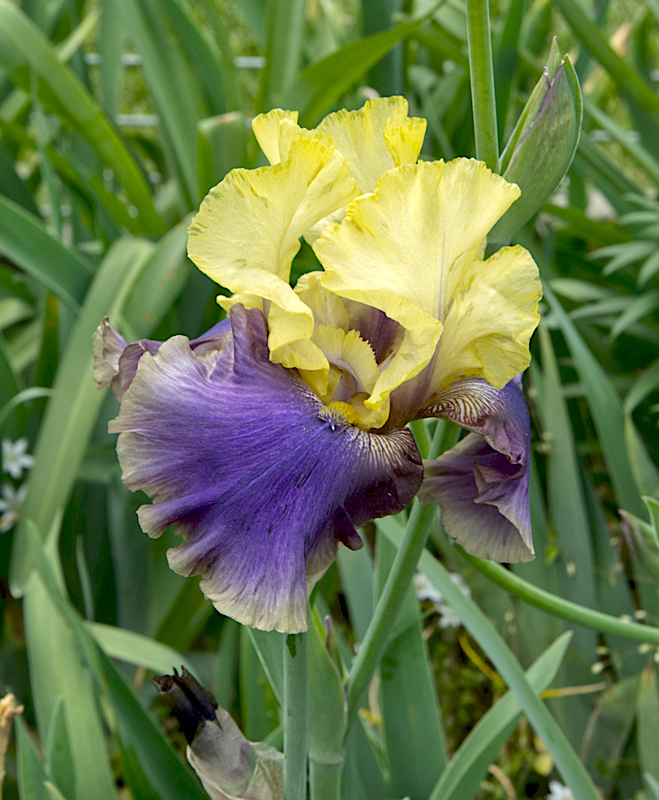 Flowers_0998_edit 01.jpg :: Flowers_0998