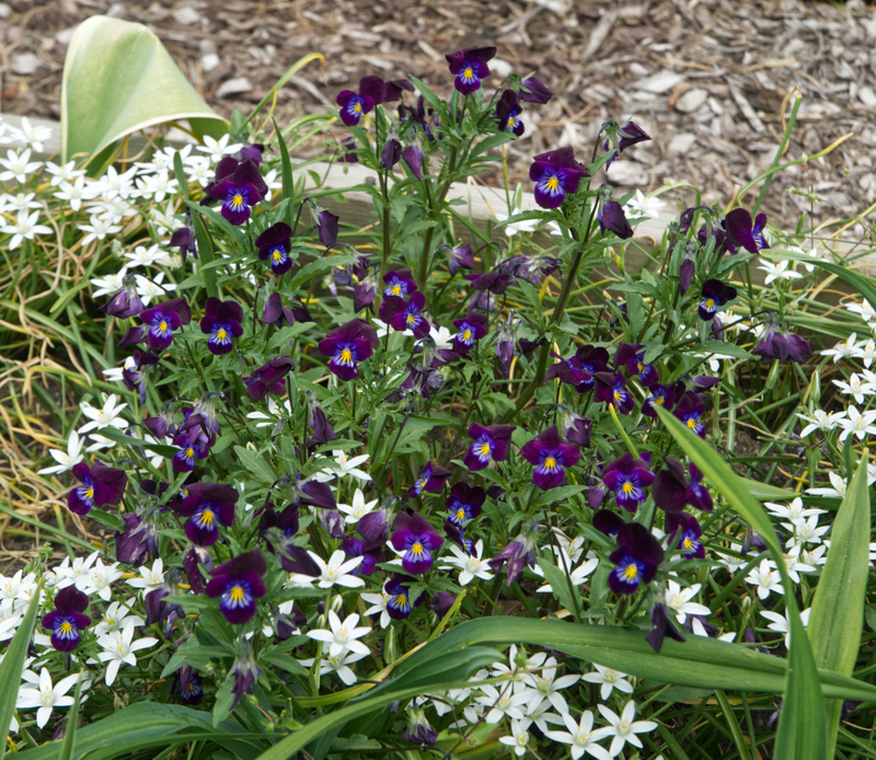 Flowers_0999_edit 01.jpg :: Flowers_0999