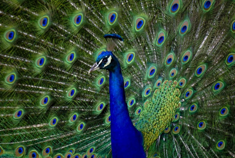 Animals_072.jpg :: (c) G.Rathert Images