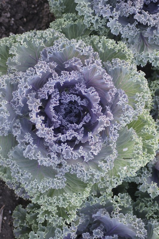 TMichigan-175.jpg :: SONY DSC