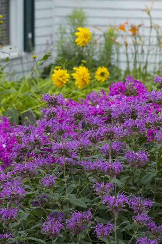 TMichigan-201.jpg :: SONY DSC