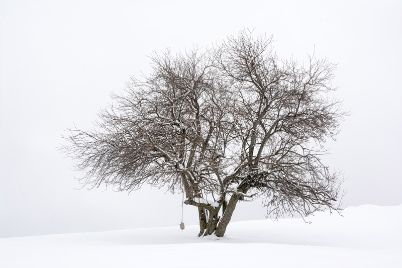 Citedal Hill Tree(1).jpg