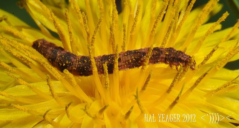 ALBIN101 ALABAMA POLLEN  1.jpg :: A small inch worm picks up some pollen as it makes it's way through a Dandelion bloom Monday March 12, 2012 in Birmingham, Ala. Much to the dislike of allergy sufferers Spring-like temperatures are causing plants to release pollen earlier than normal and Hay Fever season is just around the corner. According to Dr. Maxcie Sikora, of the Alabama Allergy & Asthma Center pollen counts are about 10% higher than this time last year. (AP Photo\The Birmingham News, Hal Yeager)