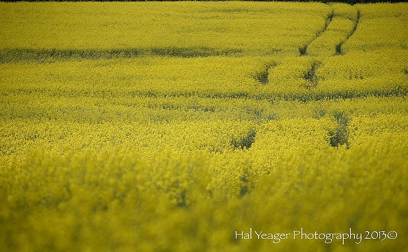 CANOLA A1.jpg