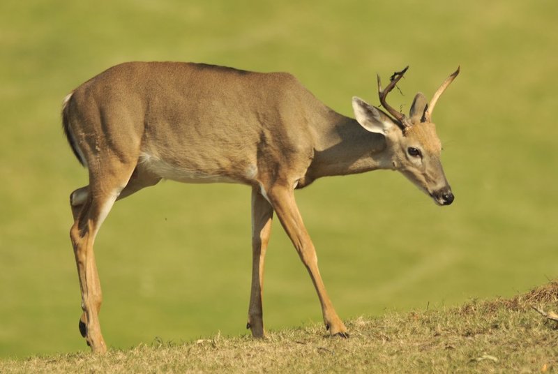 DEER     5.jpg :: first day of the Jerry Pate National Intercollegiate, a two-day, 12-team college golf tournament at Old Overton Country Club.

(The Birmingham News, Hal Yeager)