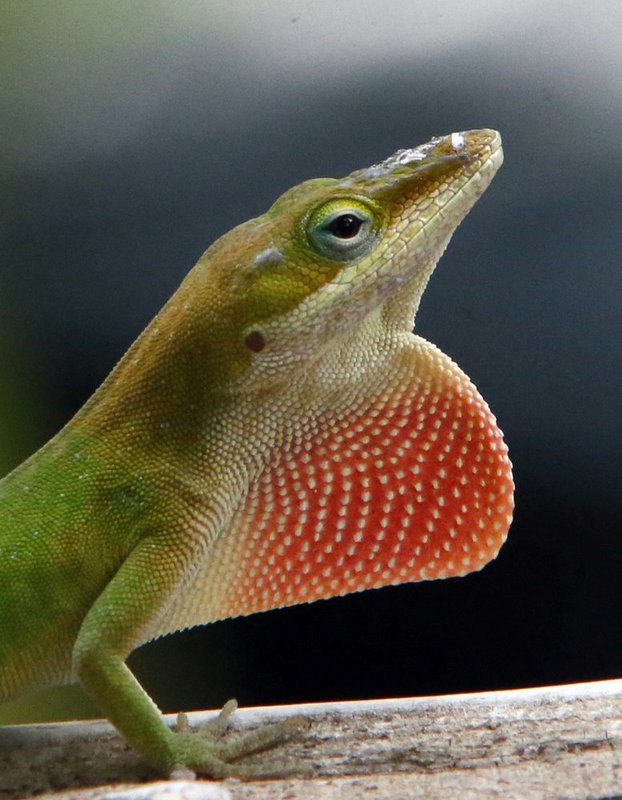 GREEN ANOLE.jpg
