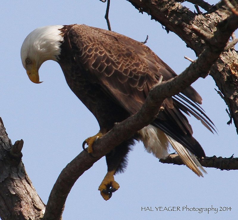 Guntersville Eagles  11.jpg