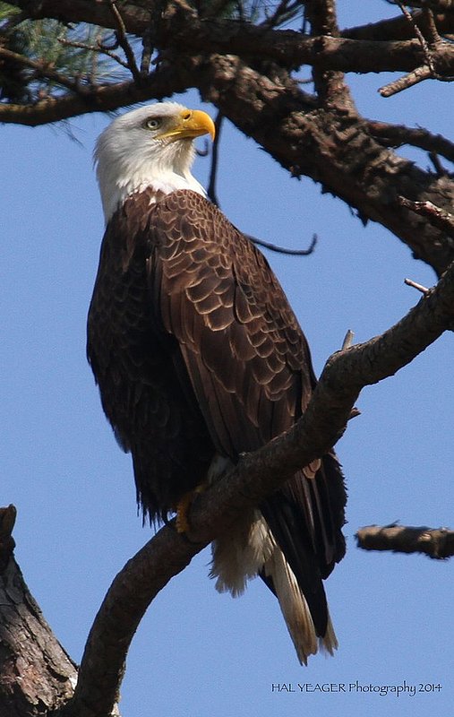 Guntersville Eagles  21.jpg