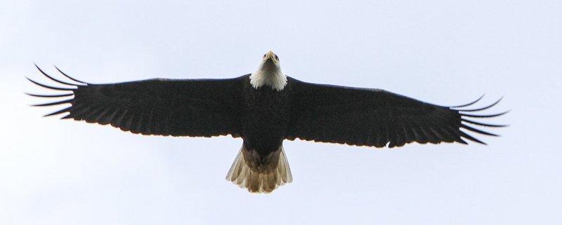 Guntersville Eagles  260A1.jpg :: Guntersville eaglets nest, Friday, March 14, 2014, in Guntersville, Ala. ( Photo/Hal Yeager)