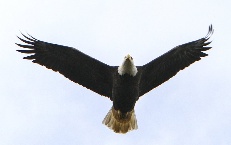 Guntersville Eagles  2611.jpg :: Guntersville eaglets nest, Friday, March 14, 2014, in Guntersville, Ala. ( Photo/Hal Yeager)