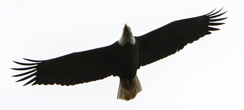 Guntersville Eagles  264A1.jpg :: Guntersville eaglets nest, Friday, March 14, 2014, in Guntersville, Ala. ( Photo/Hal Yeager)