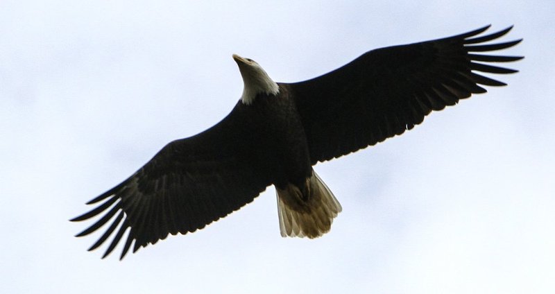 Guntersville Eagles  2661.jpg :: Guntersville eaglets nest, Friday, March 14, 2014, in Guntersville, Ala. ( Photo/Hal Yeager)