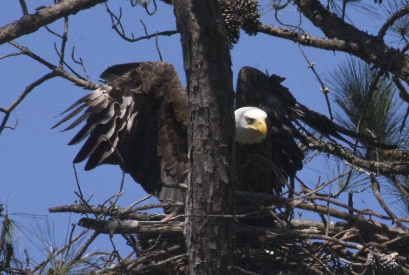 Guntersville Eagles  2821.jpg :: Guntersville eaglets nest, Friday, March 14, 2014, in Guntersville, Ala. ( Photo/Hal Yeager)