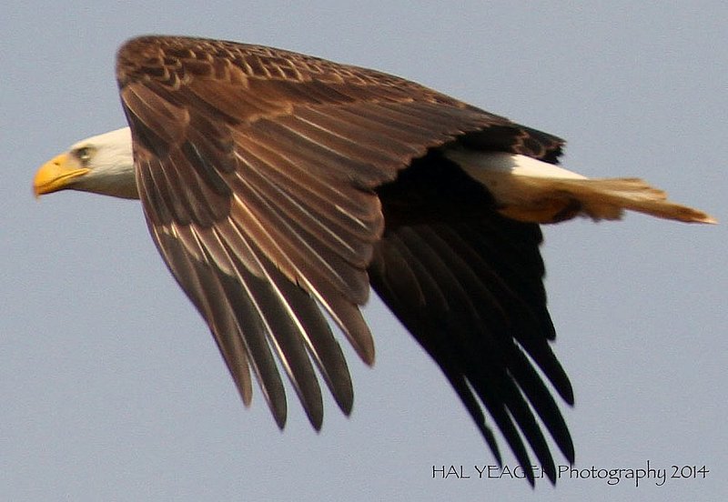 Guntersville Eagles  31.jpg