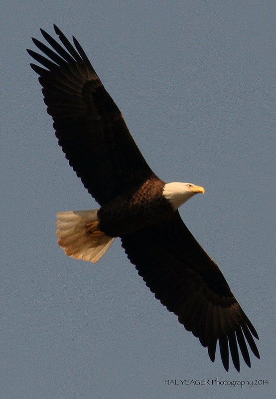 Guntersville Eagles  41.jpg