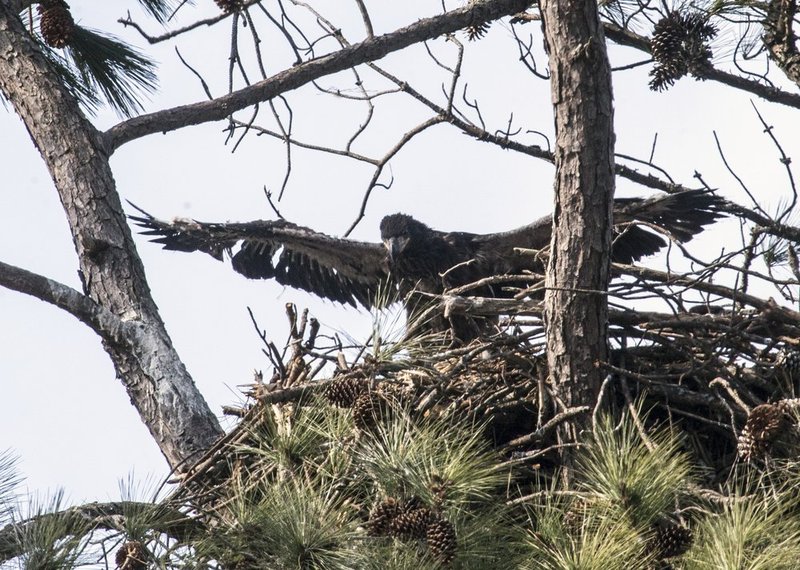 Guntersville Eagles  4861.jpg :: Guntersville eaglets nest, Friday, March 14, 2014, in Guntersville, Ala. ( Photo/Hal Yeager)