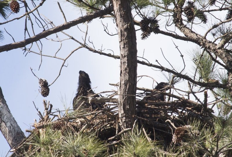 Guntersville Eagles  4951.jpg :: Guntersville eaglets nest, Friday, March 14, 2014, in Guntersville, Ala. ( Photo/Hal Yeager)