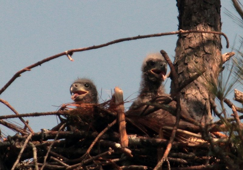 Guntersville Eagles  51.jpg