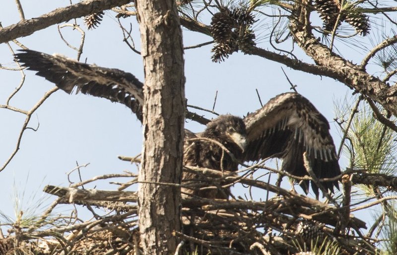 Guntersville Eagles  5201.jpg :: Guntersville eaglets nest, Friday, March 14, 2014, in Guntersville, Ala. ( Photo/Hal Yeager)
