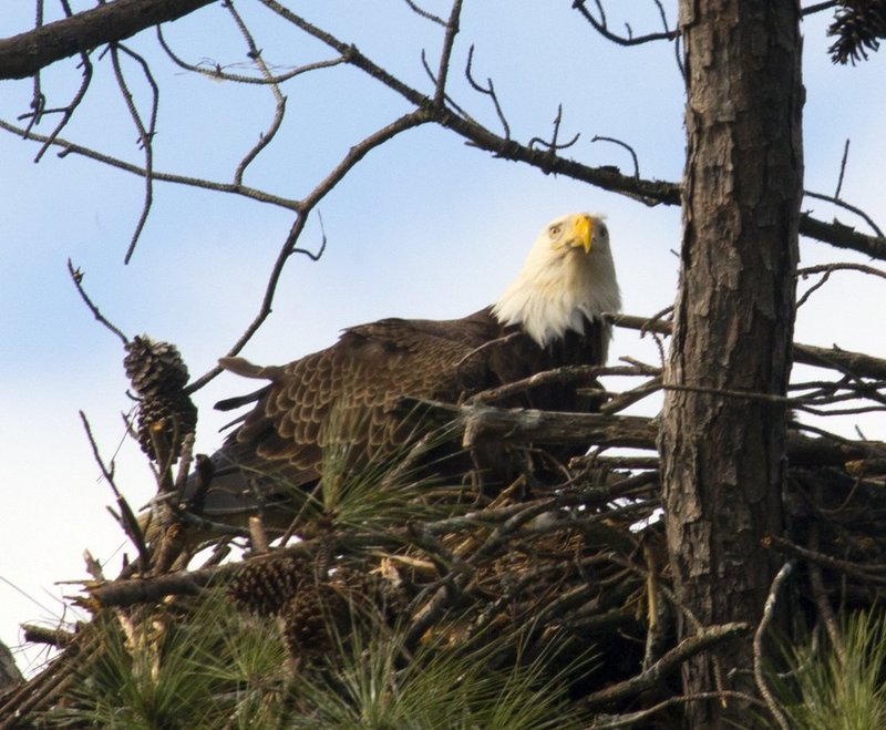 Guntersville Eagles  6061.jpg :: Guntersville eaglets nest, Friday, March 14, 2014, in Guntersville, Ala. ( Photo/Hal Yeager)