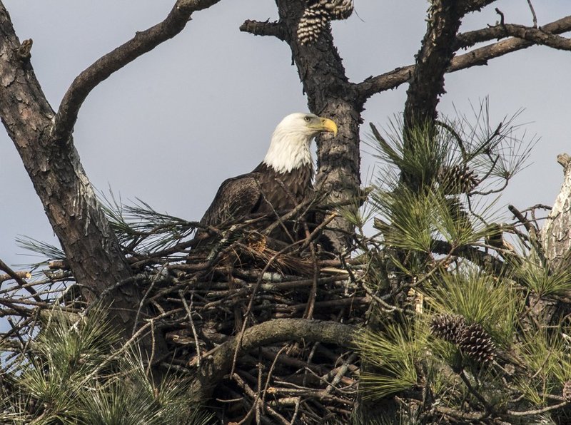 Guntersville Eagles  6331.jpg :: Guntersville eaglets nest, Friday, March 14, 2014, in Guntersville, Ala. ( Photo/Hal Yeager)