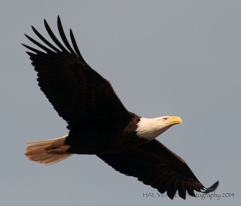 Guntersville Eagles  71.jpg