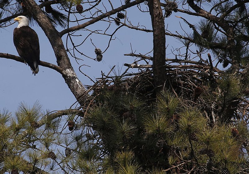 Guntersville Eagles  81.jpg