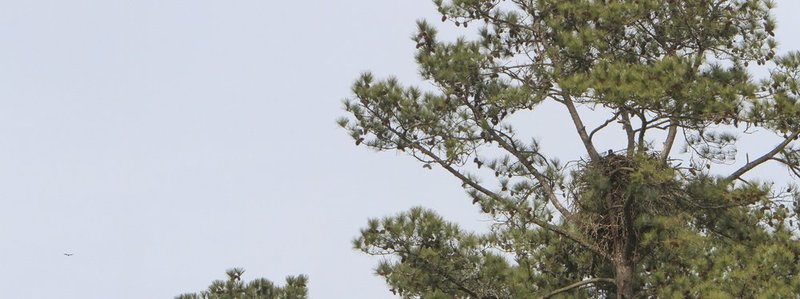 Guntersville Eagles 32114   129.jpg :: Guntersville dam eagles, Friday, March 21, 2014, in Guntersville, Ala. ( Photo/Hal Yeager)