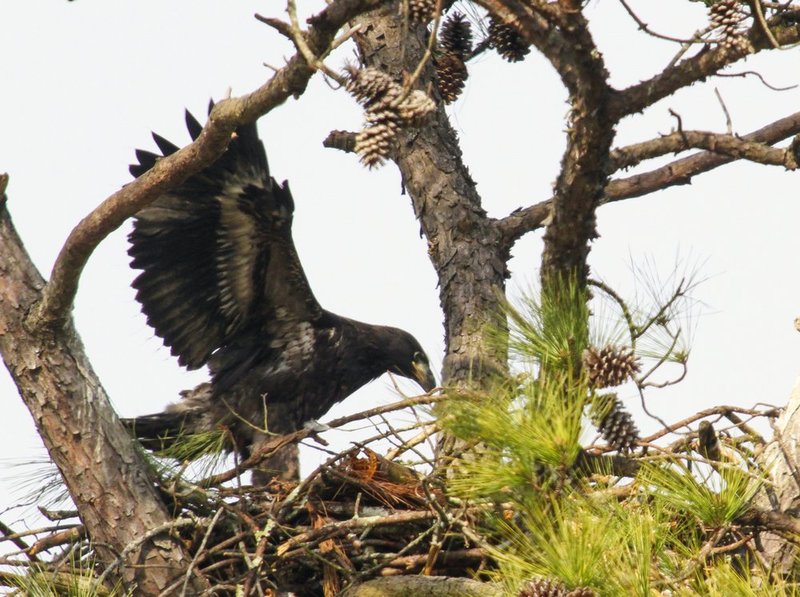 Guntersville Eagles 32114   164.jpg :: Guntersville dam eagles, Friday, March 21, 2014, in Guntersville, Ala. ( Photo/Hal Yeager)