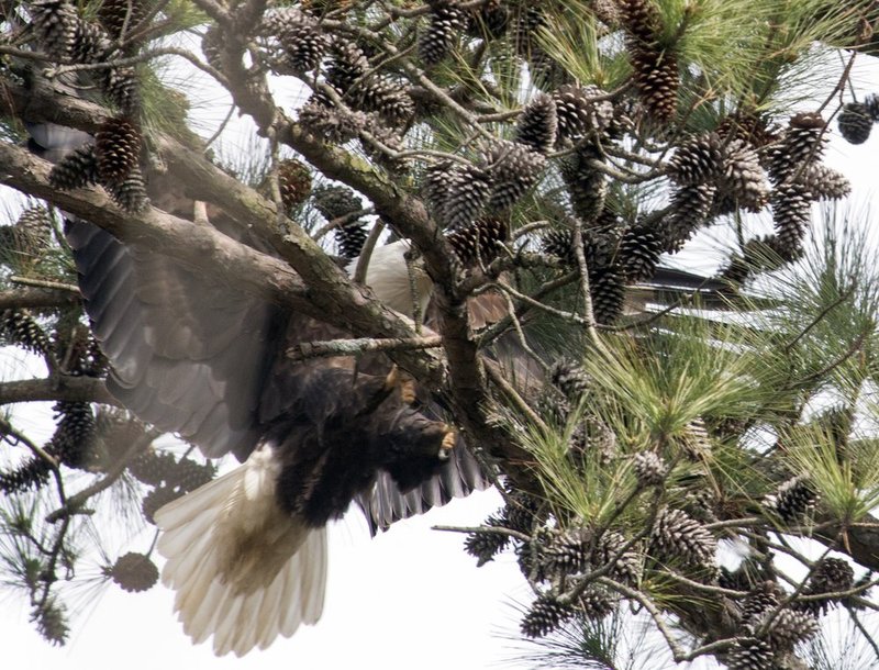 Guntersville Eagles 32114   238.jpg :: Guntersville dam eagles, Friday, March 21, 2014, in Guntersville, Ala. ( Photo/Hal Yeager)