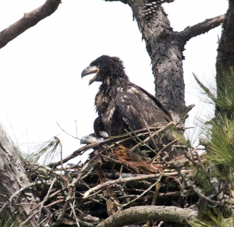 Guntersville Eagles 32114   245.jpg :: Guntersville dam eagles, Friday, March 21, 2014, in Guntersville, Ala. ( Photo/Hal Yeager)