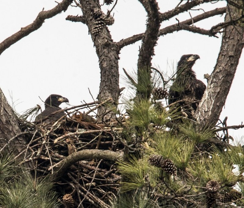 Guntersville Eagles 32114   293.jpg :: Guntersville dam eagles, Friday, March 21, 2014, in Guntersville, Ala. ( Photo/Hal Yeager)