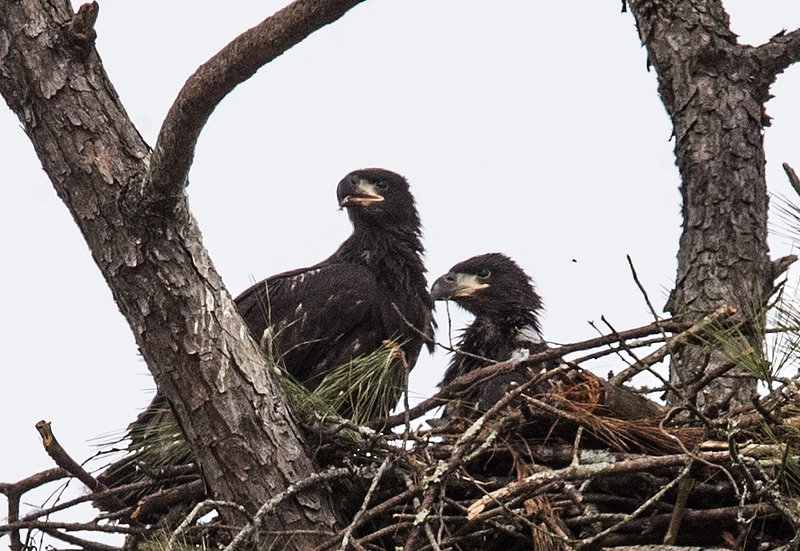 Guntersville Eagles 32114   332.jpg :: Guntersville dam eagles, Friday, March 21, 2014, in Guntersville, Ala. ( Photo/Hal Yeager)