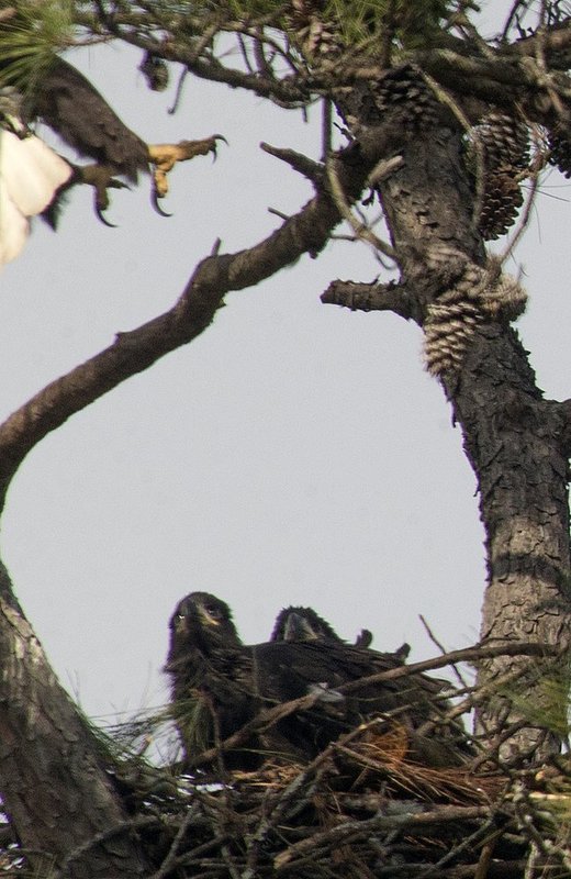 Guntersville Eagles 32114   522.jpg :: Guntersville dam eagles, Friday, March 21, 2014, in Guntersville, Ala. ( Photo/Hal Yeager)