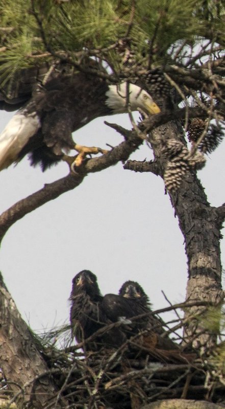 Guntersville Eagles 32114   526.jpg :: Guntersville dam eagles, Friday, March 21, 2014, in Guntersville, Ala. ( Photo/Hal Yeager)
