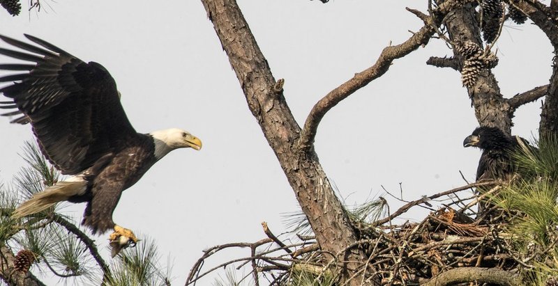 Guntersville Eagles 32114   648.jpg :: Guntersville dam eagles, Friday, March 21, 2014, in Guntersville, Ala. ( Photo/Hal Yeager)
