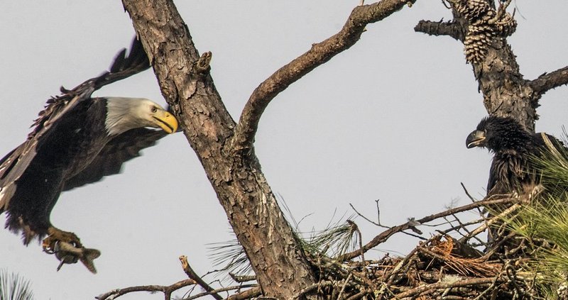 Guntersville Eagles 32114   649.jpg :: Guntersville dam eagles, Friday, March 21, 2014, in Guntersville, Ala. ( Photo/Hal Yeager)