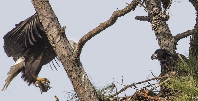 Guntersville Eagles 32114   650.jpg :: Guntersville dam eagles, Friday, March 21, 2014, in Guntersville, Ala. ( Photo/Hal Yeager)