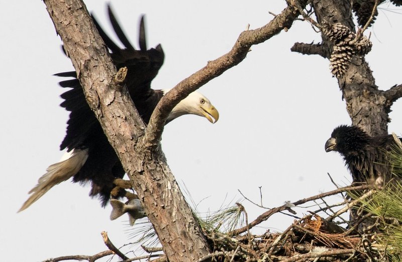 Guntersville Eagles 32114   651.jpg :: Guntersville dam eagles, Friday, March 21, 2014, in Guntersville, Ala. ( Photo/Hal Yeager)