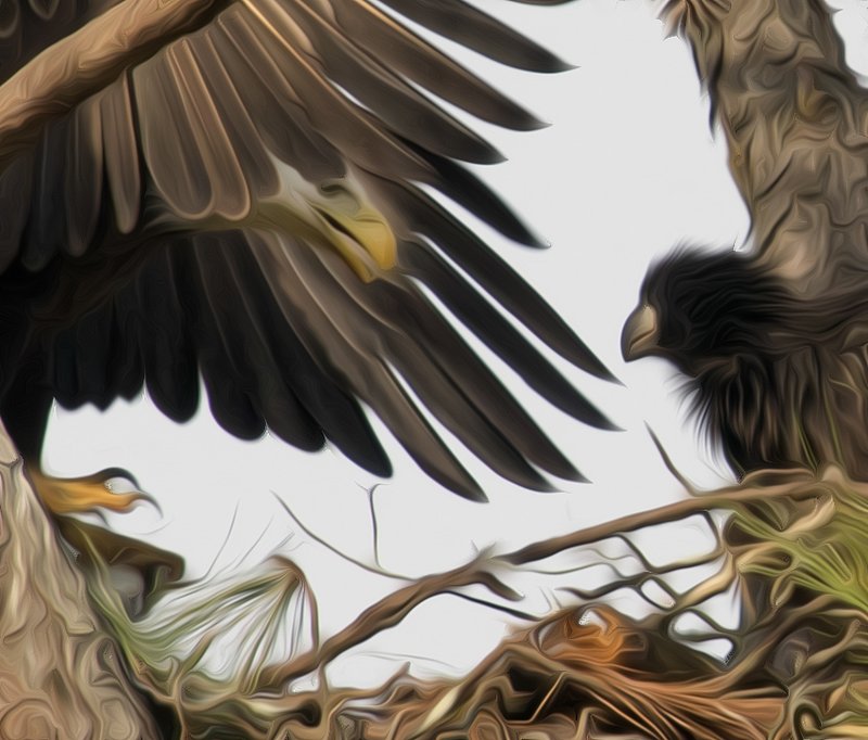 Guntersville Eagles 32114   652.jpg :: Guntersville dam eagles, Friday, March 21, 2014, in Guntersville, Ala. ( Photo/Hal Yeager)
