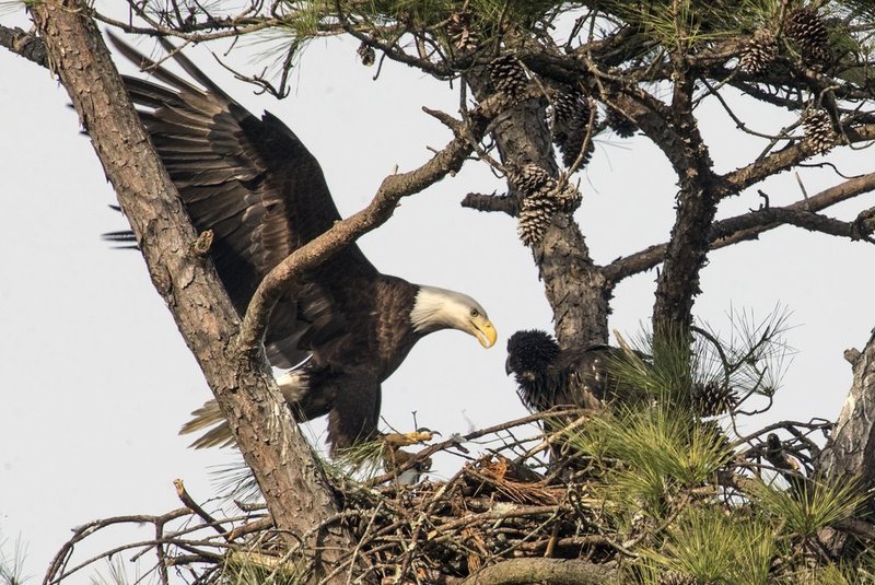 Guntersville Eagles 32114   653.jpg :: Guntersville dam eagles, Friday, March 21, 2014, in Guntersville, Ala. ( Photo/Hal Yeager)
