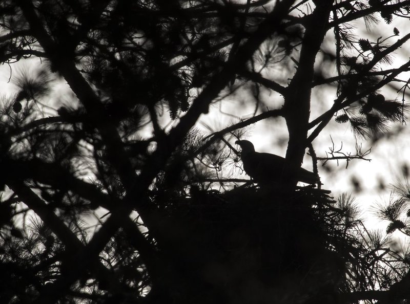 Guntersville Eagles 32114   728.jpg :: Guntersville dam eagles, Friday, March 21, 2014, in Guntersville, Ala. ( Photo/Hal Yeager)