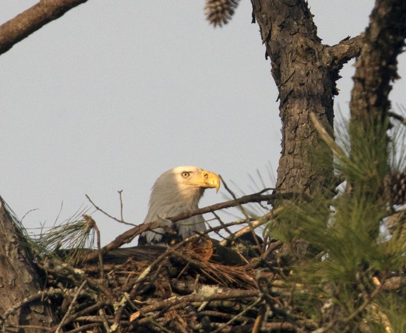 Guntersville Eagles 32114   761.jpg :: Guntersville dam eagles, Friday, March 21, 2014, in Guntersville, Ala. ( Photo/Hal Yeager)