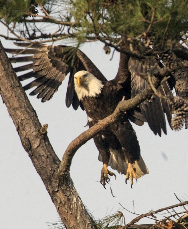 Guntersville Eagles 32114   764.jpg :: Guntersville dam eagles, Friday, March 21, 2014, in Guntersville, Ala. ( Photo/Hal Yeager)