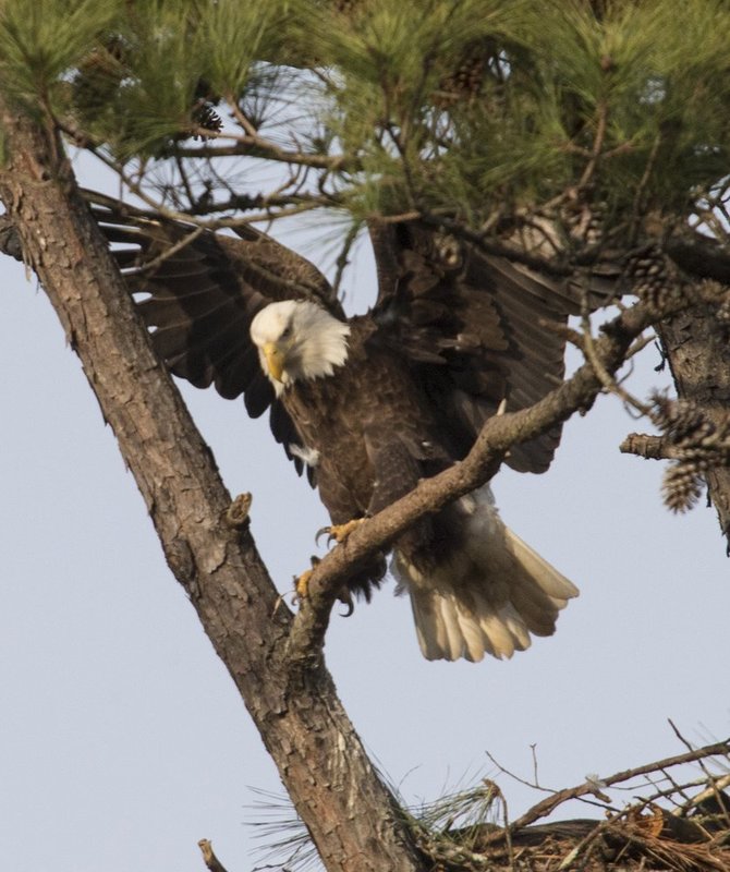 Guntersville Eagles 32114   768.jpg :: Guntersville dam eagles, Friday, March 21, 2014, in Guntersville, Ala. ( Photo/Hal Yeager)