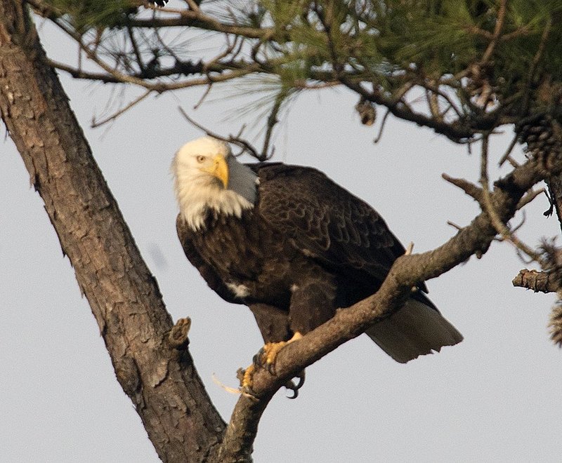 Guntersville Eagles 32114   777.jpg :: Guntersville dam eagles, Friday, March 21, 2014, in Guntersville, Ala. ( Photo/Hal Yeager)