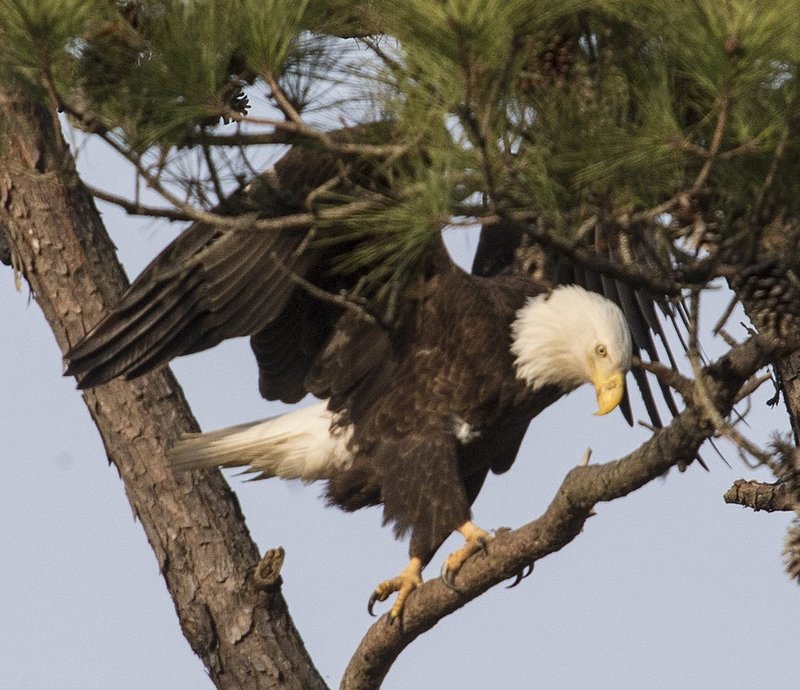 Guntersville Eagles 32114   783.jpg :: Guntersville dam eagles, Friday, March 21, 2014, in Guntersville, Ala. ( Photo/Hal Yeager)