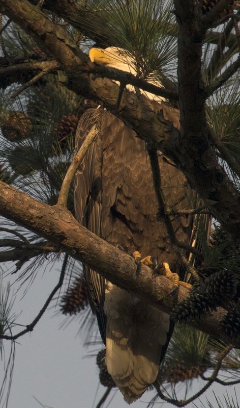 Guntersville Eagles 32114   808.jpg :: Guntersville dam eagles, Friday, March 21, 2014, in Guntersville, Ala. ( Photo/Hal Yeager)