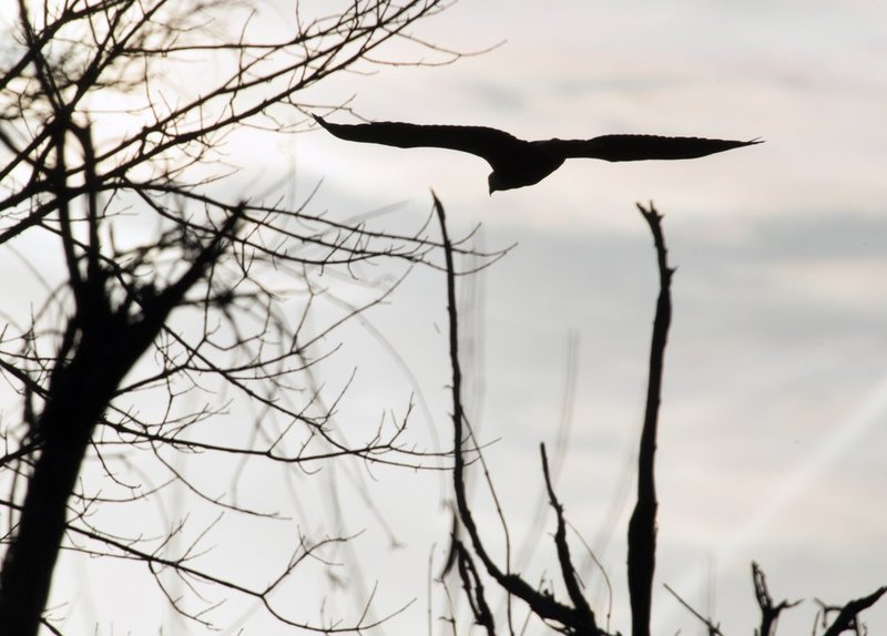 Guntersville Eagles 32114   841.jpg :: Guntersville dam eagles, Friday, March 21, 2014, in Guntersville, Ala. ( Photo/Hal Yeager)